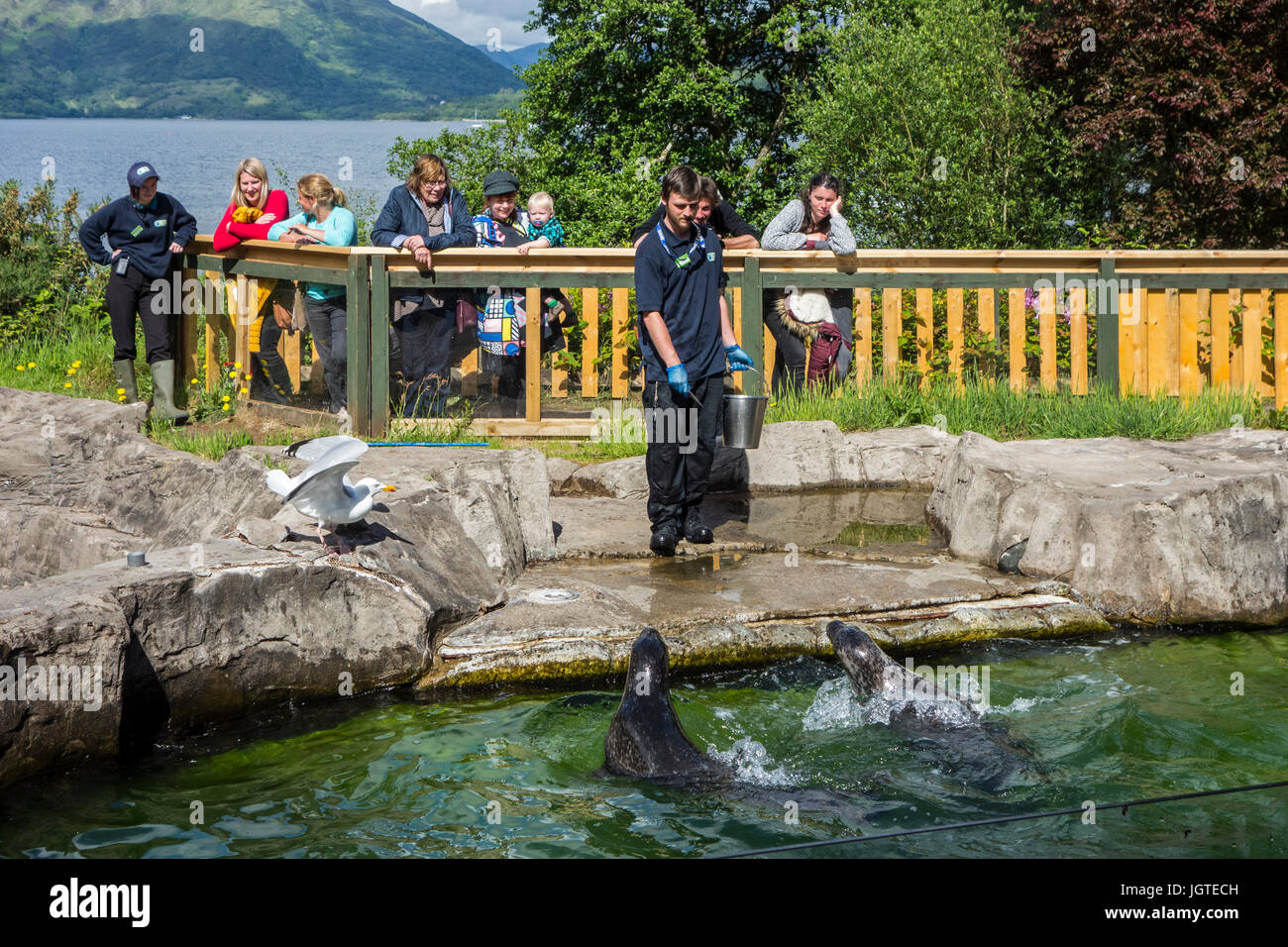 Animal carer feeding fish to common seals in front of visitors at the