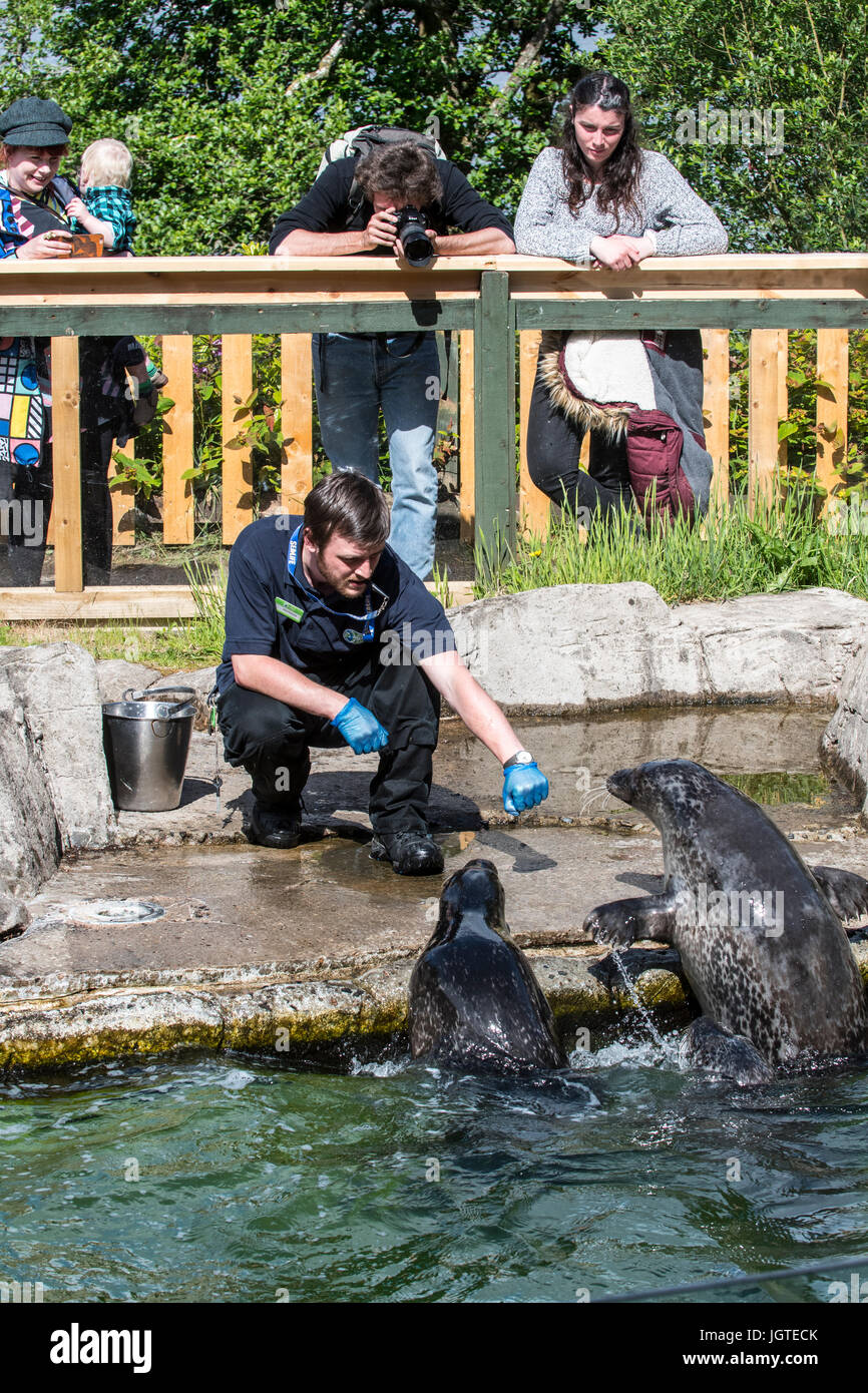 Animal carer feeding fish to common seals in front of visitors at the