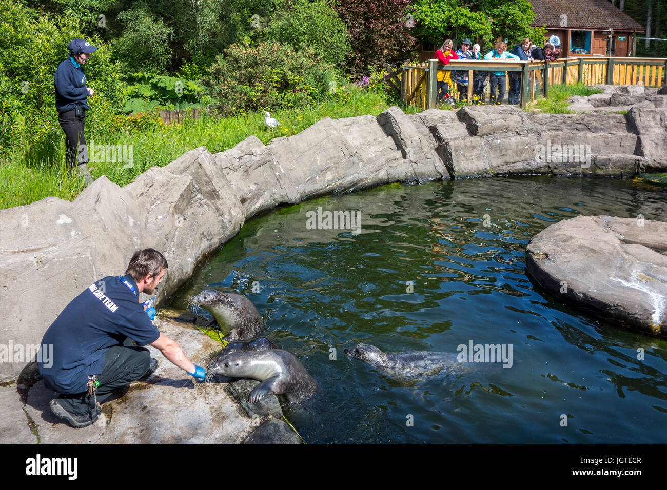 Animal carer feeding fish to common seals in front of visitors at the