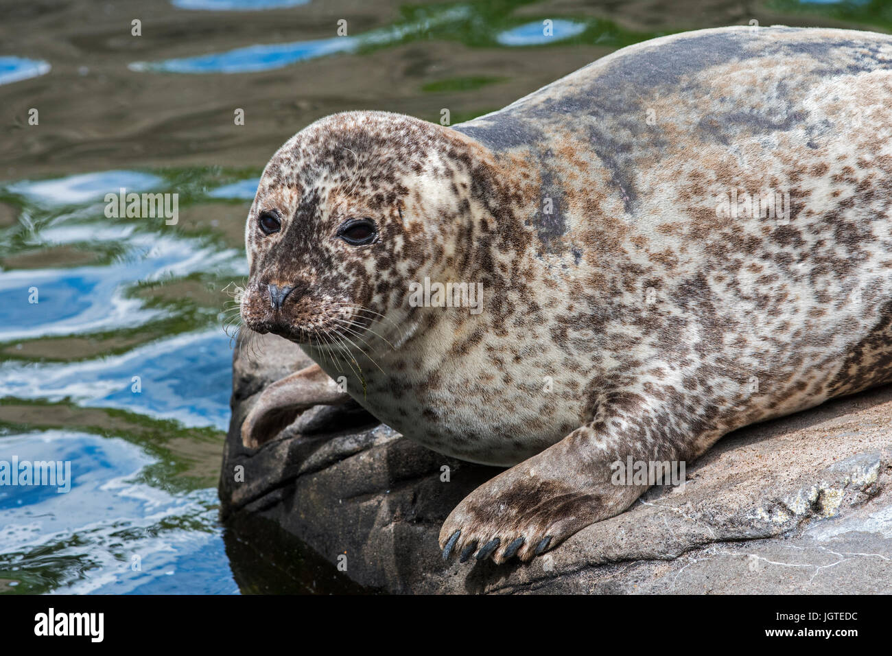 Common seal / harbour seal (Phoca vitulina) at the Scottish Sea Life Sanctuary near Oban, Argyll and Bute, Scotland, UK Stock Photo