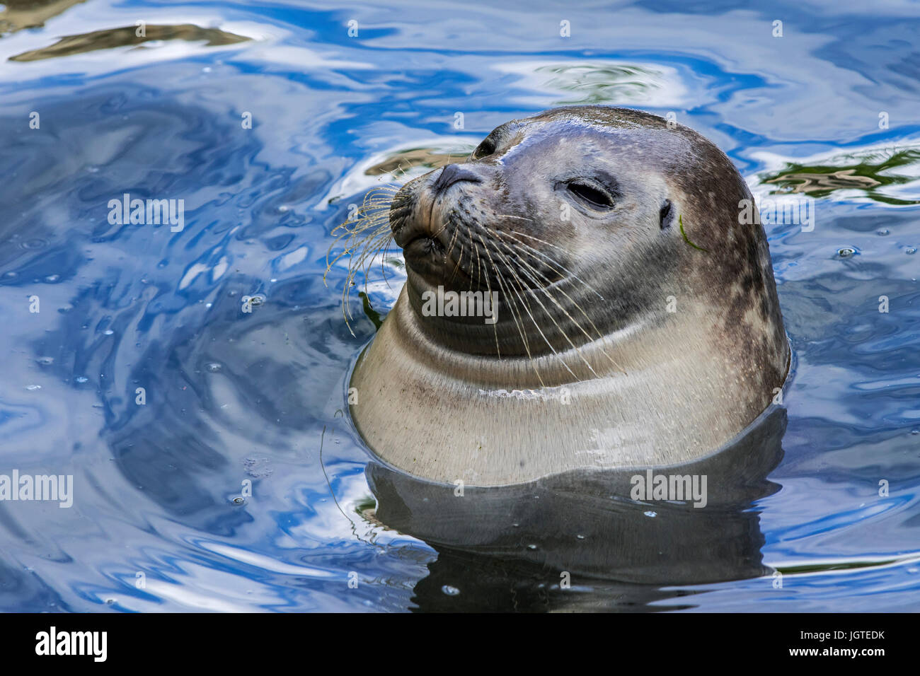 Common Seal Harbor Seal Harbour Seal Phoca Vitulina Floating In Water Close Up Portrait Stock Photo Alamy