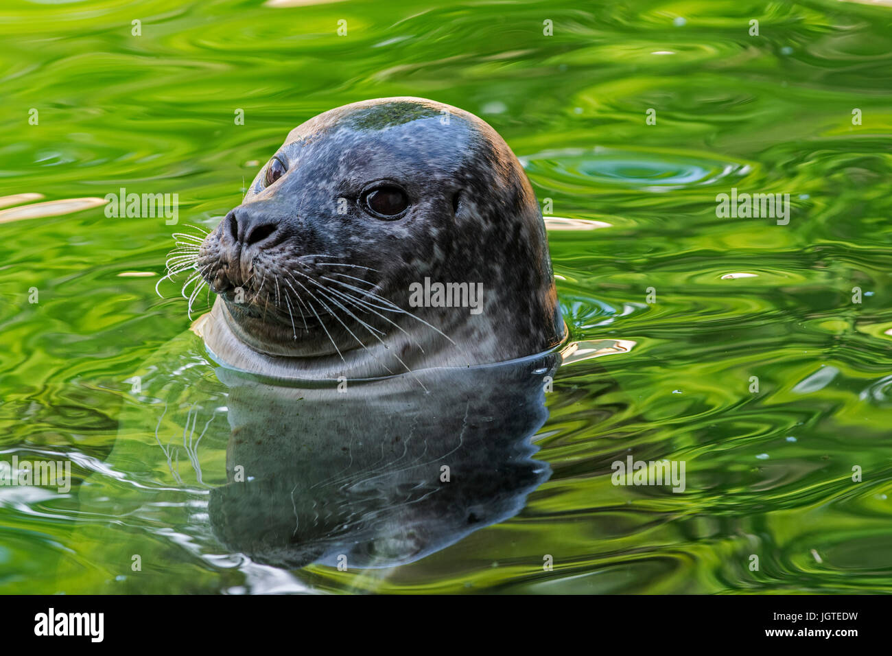 Common seal / harbor seal / harbour seal (Phoca vitulina) floating in water, close up portrait Stock Photo