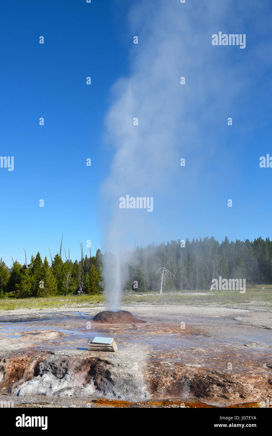 Pink Cone Geyser is a geyser in the Lower Geyser Basin of