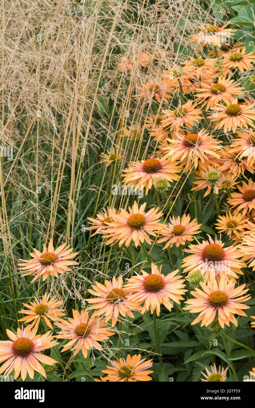 Echinacea &lsquo;Big Kahuna&rsquo;. Coneflowers next to Stipa gigantea grass in a
