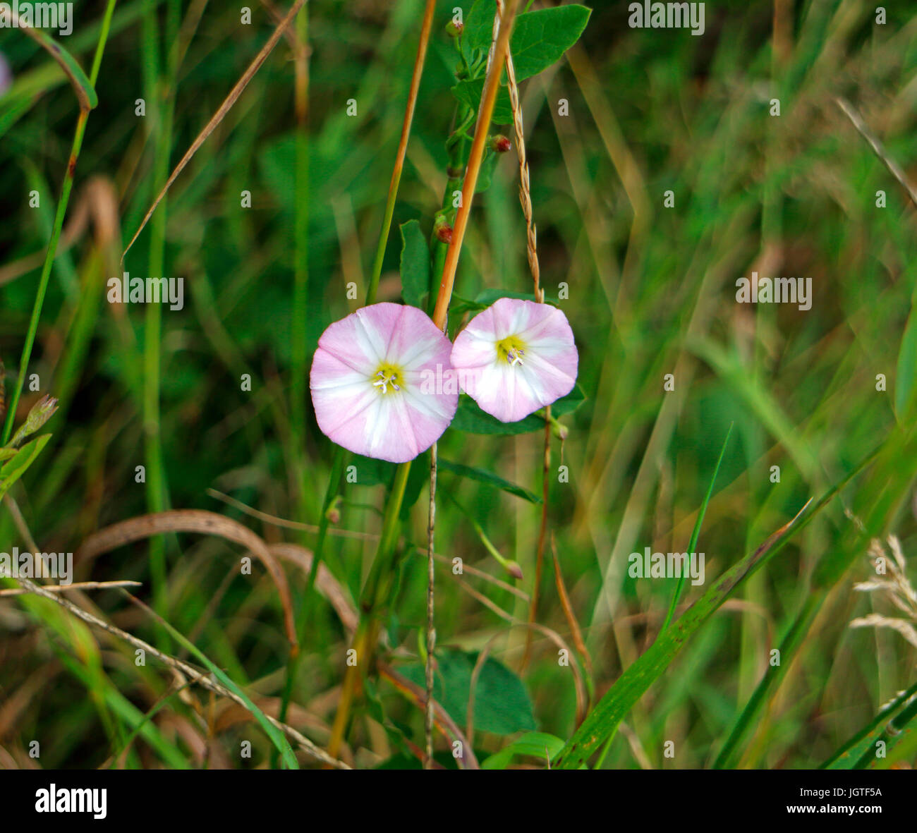 A pair of flowers of Field Bindweed, Convolvulus arvensis. Stock Photo