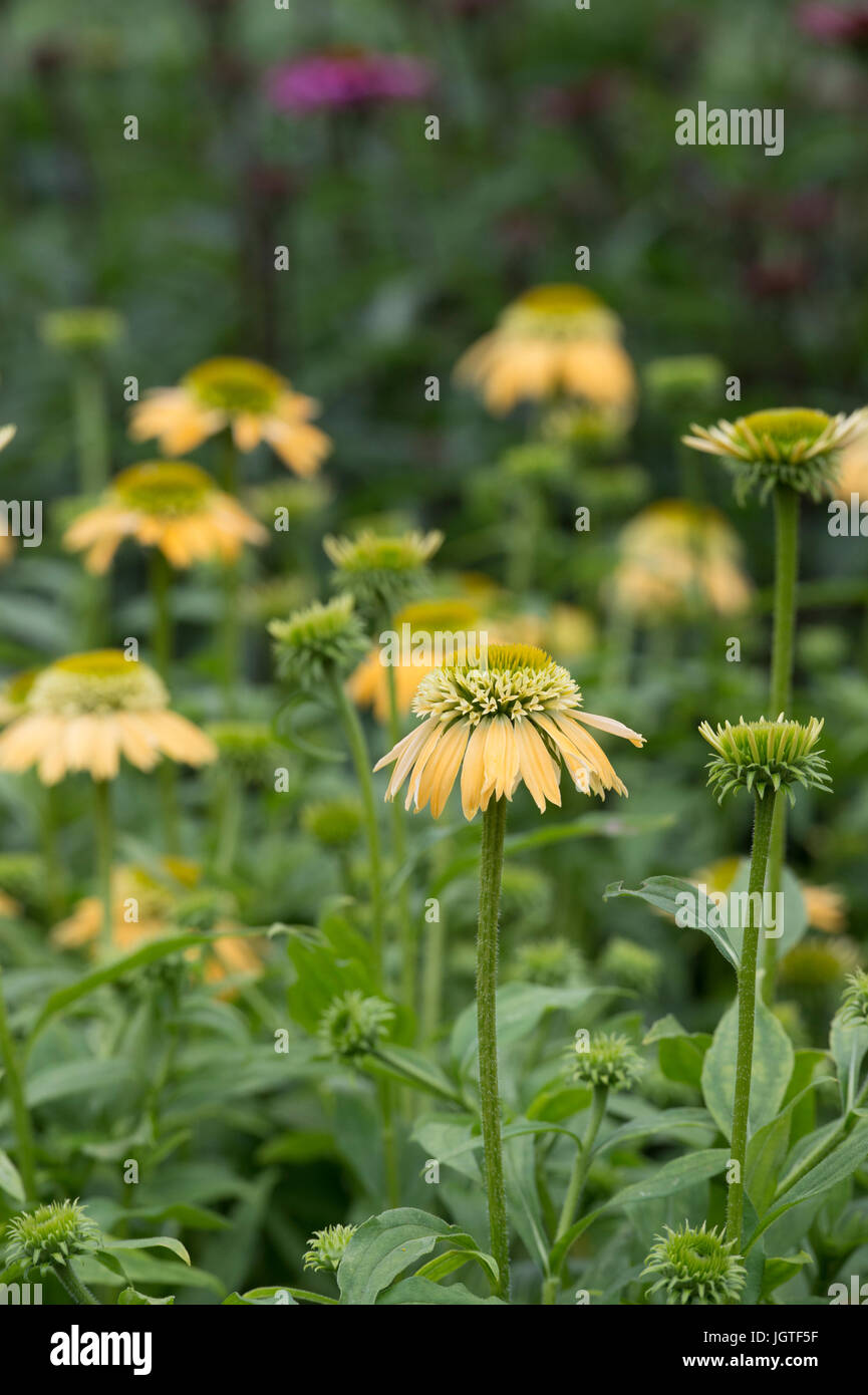 Echinacea 'Double scoop lemon cream'. Double flowered Coneflower Stock Photo Alamy