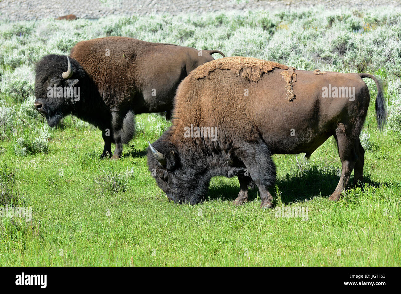 Bison in the Lamar Valley of Yellowstone National Park. An estimated 5,500 in Yellowstone, the only place in the lower 48 to have continuously free-ra Stock Photo