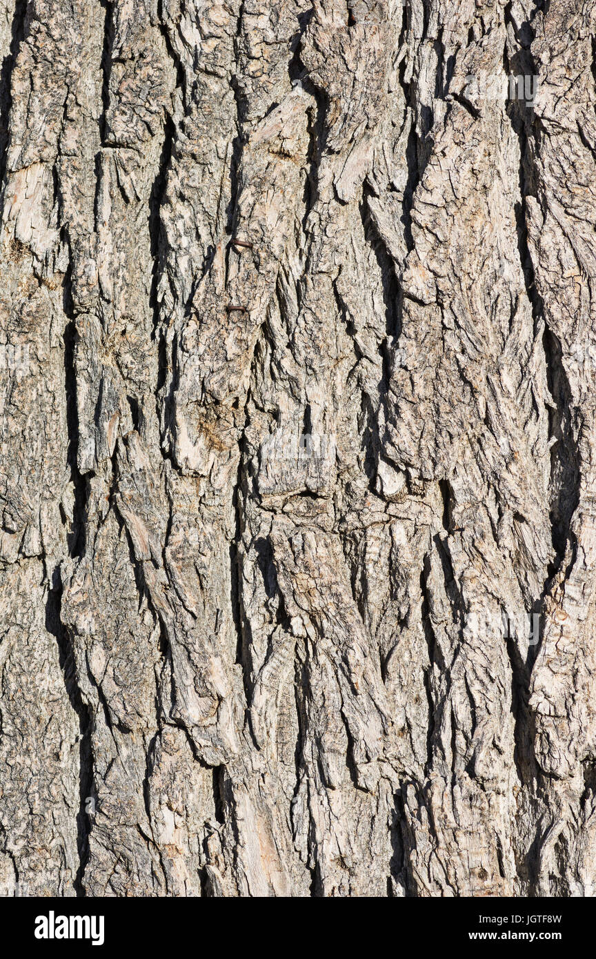 mature cottonwood tree bark background texture image Stock Photo