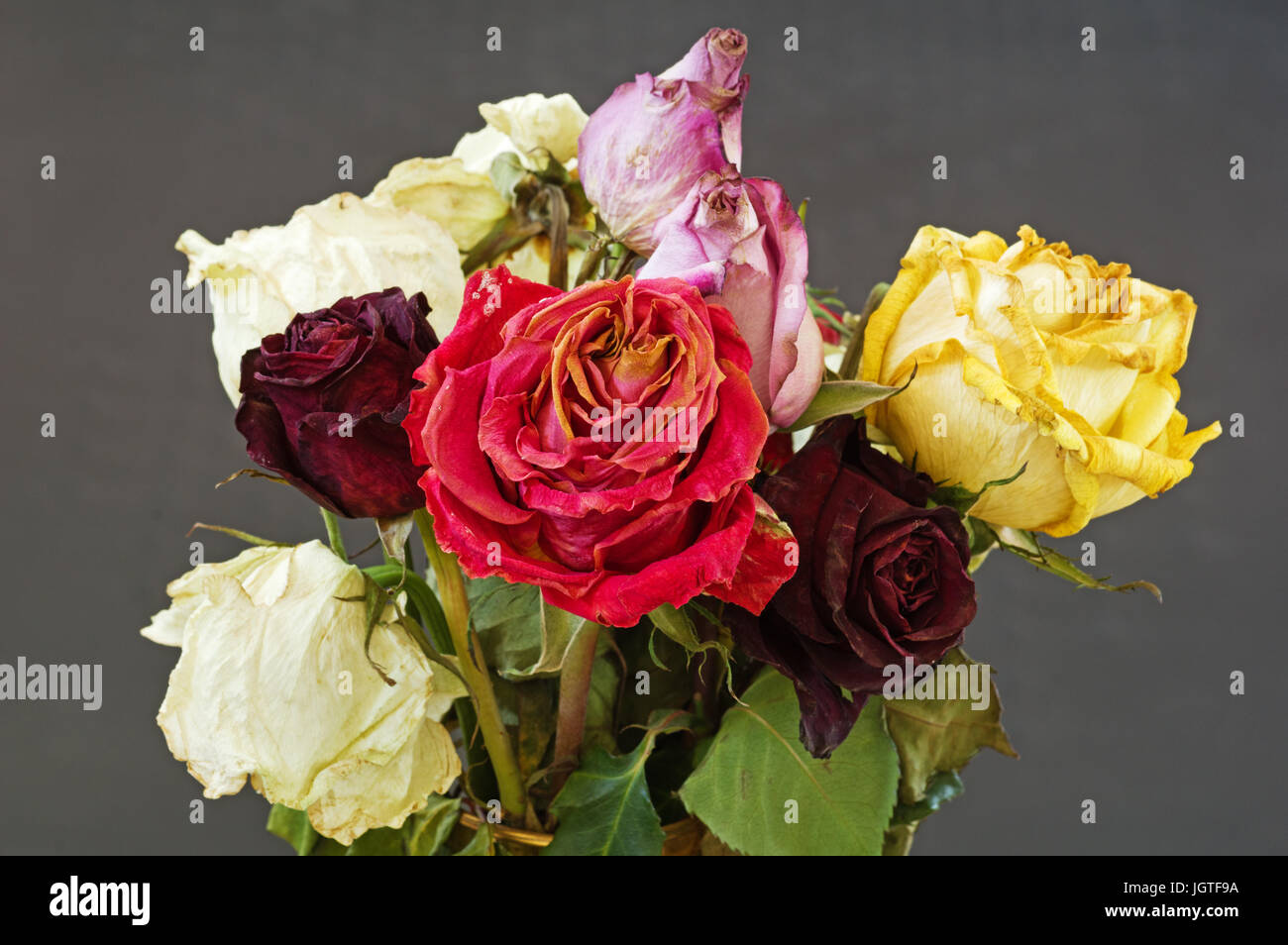 Still life with dried flowers hi-res stock photography and images - Alamy