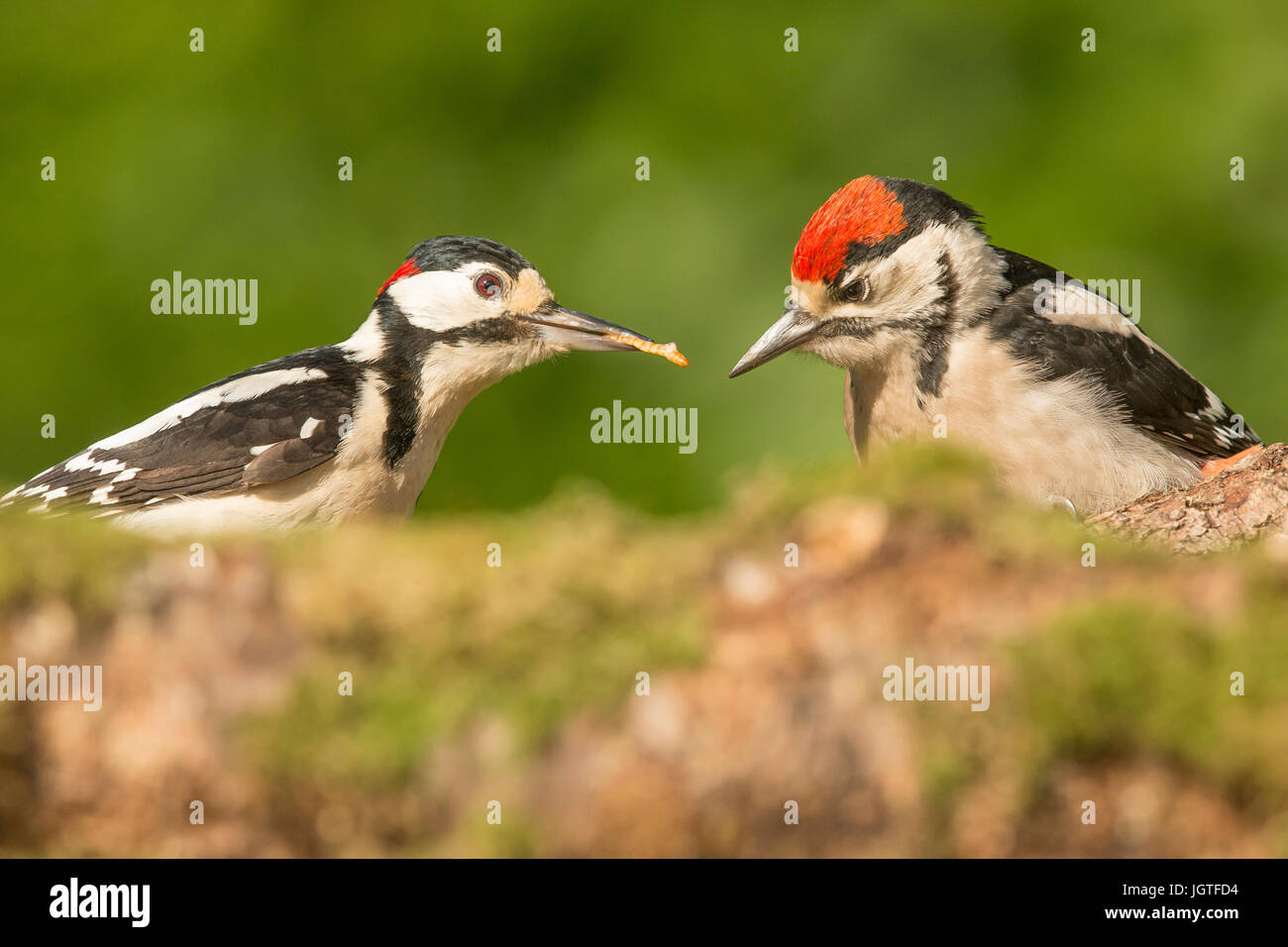 Eurasian Otter sitting on a stone Stock Photo - Alamy