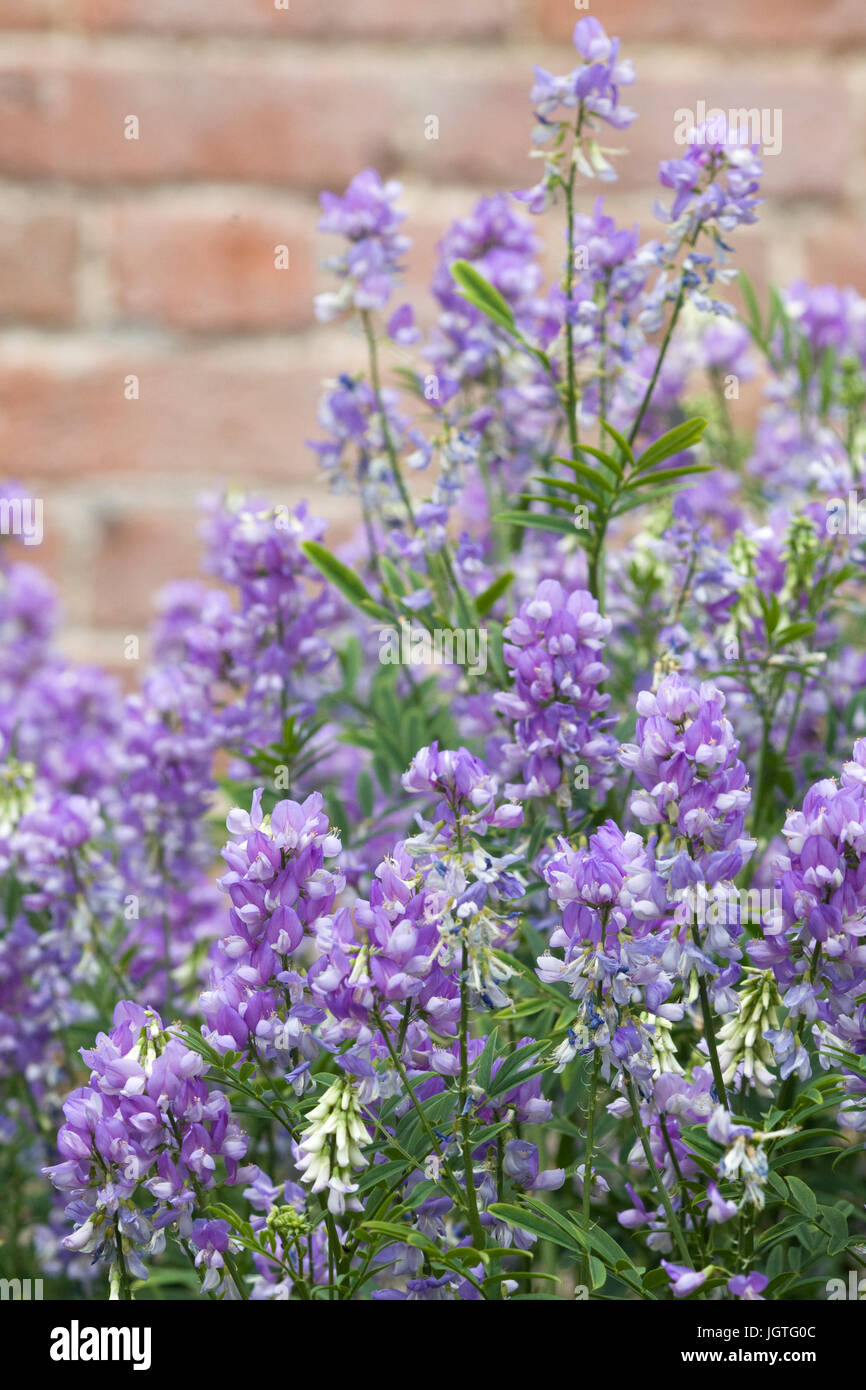 purple flowers in a garden Stock Photo - Alamy
