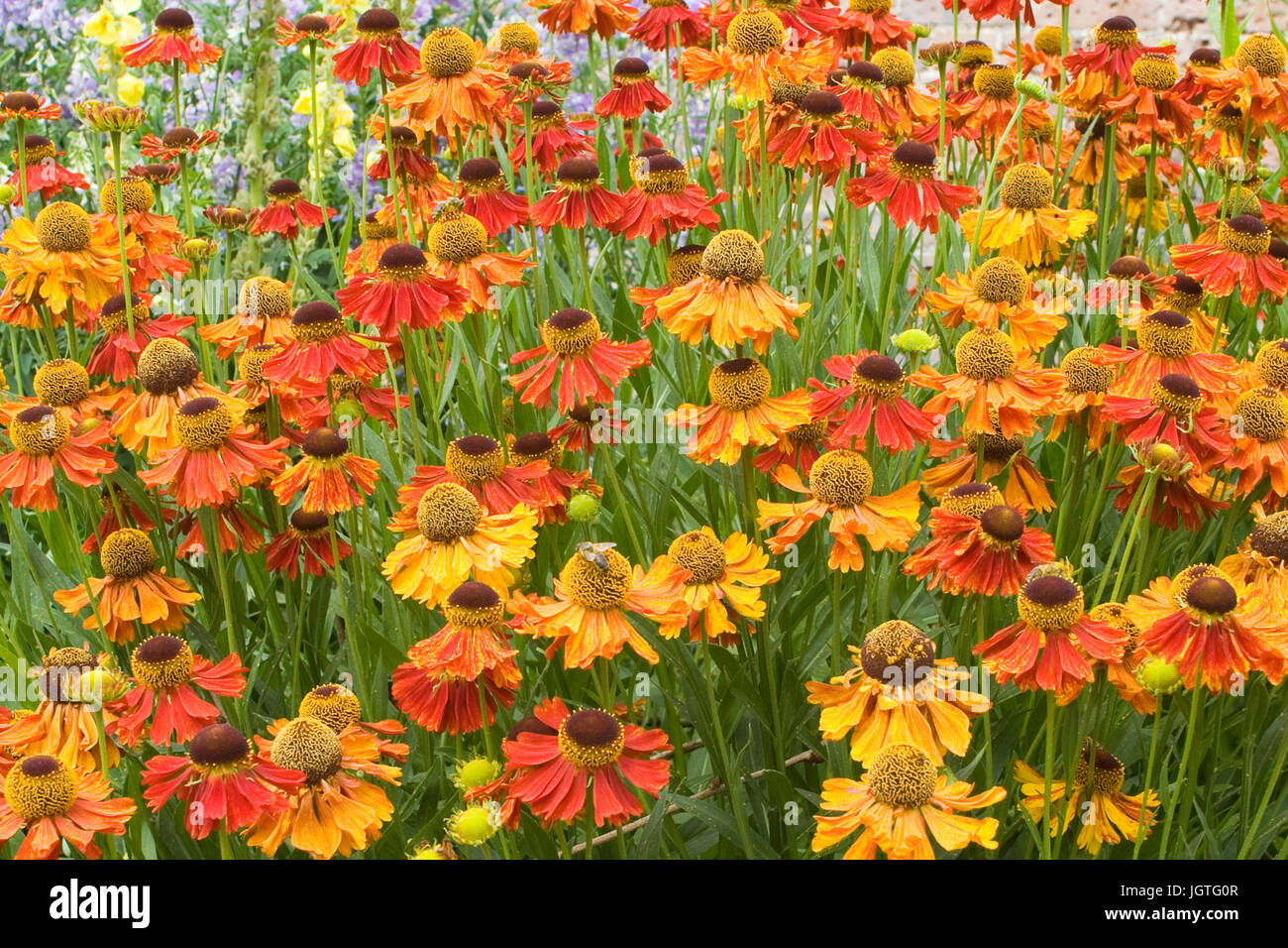 Helenium 'Waltraut'. Sneezeweed flowers Stock Photo
