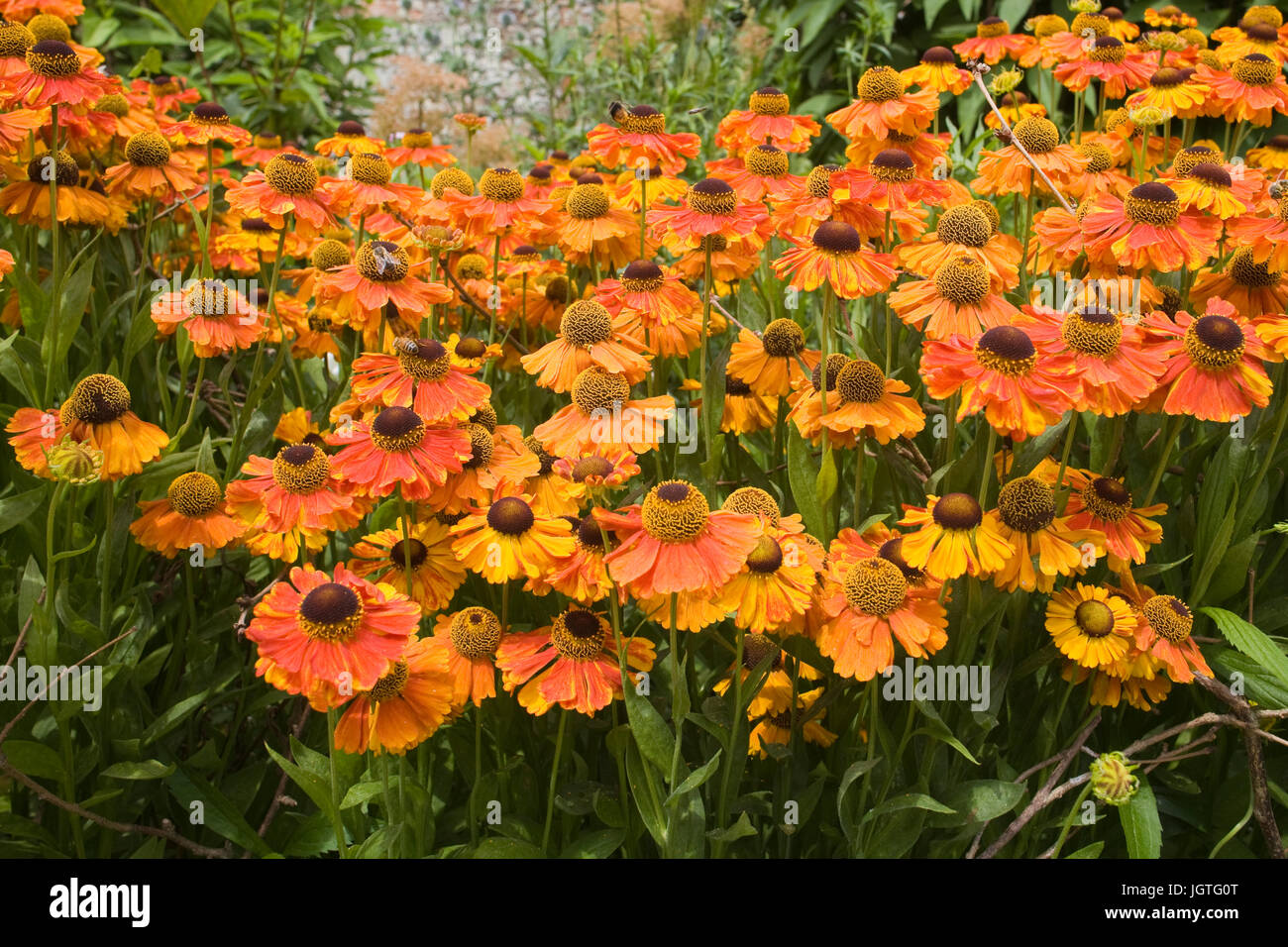 Helenium 'Waltraut'. Sneezeweed flowers Stock Photo