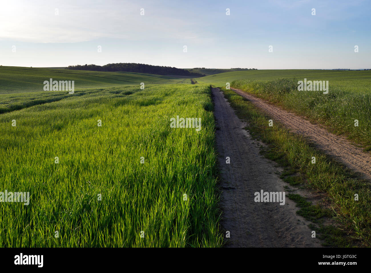 Green wheat on the field under a clear sky at the morning Stock Photo