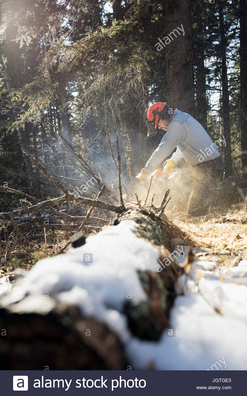 Lumberjack sawing snowy tree trunk Stock Photo