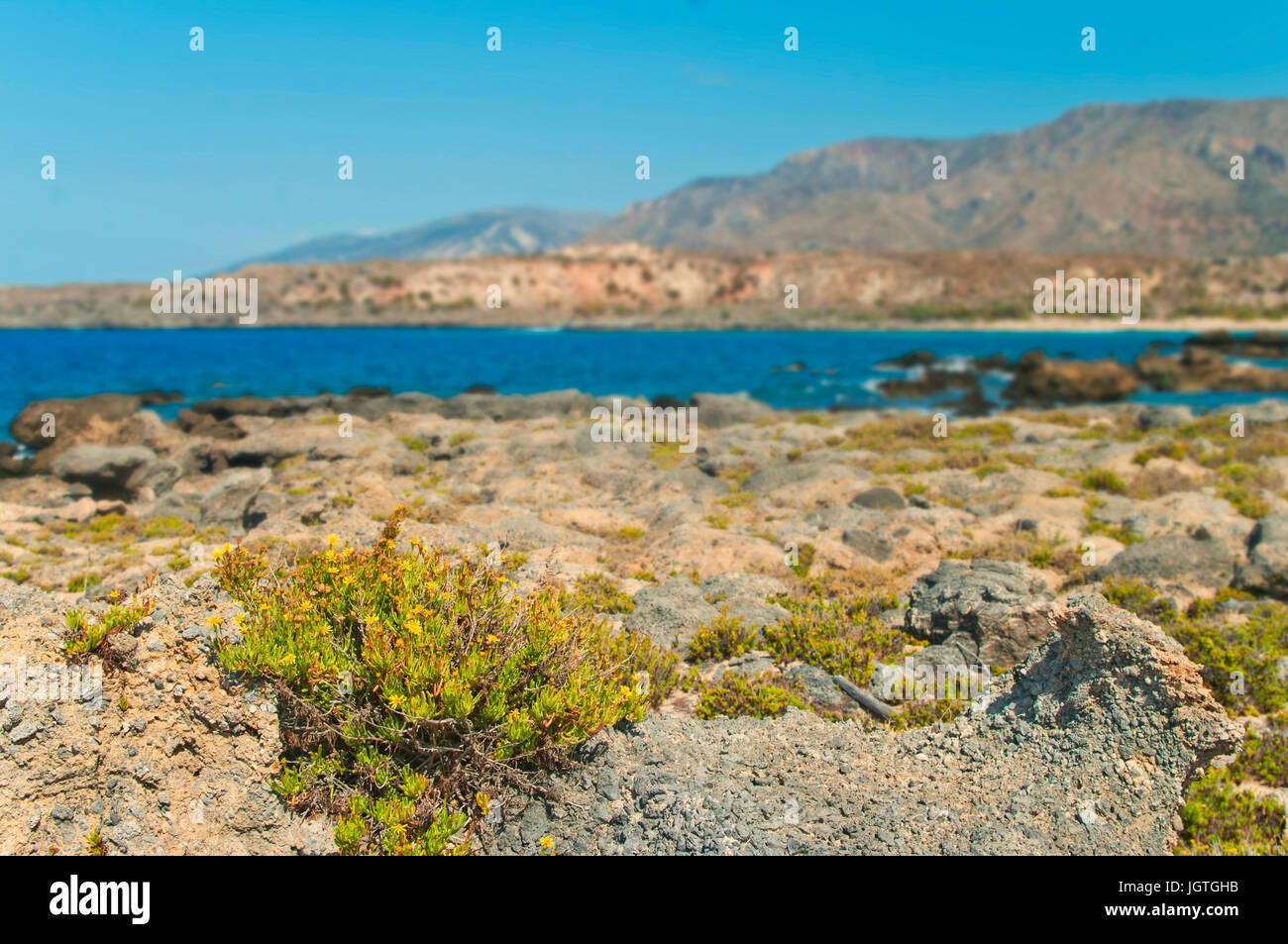 small yellow flowers growing on rocks with sea and mountains at background, Elafonisi beach, Crete, Greece Stock Photo
