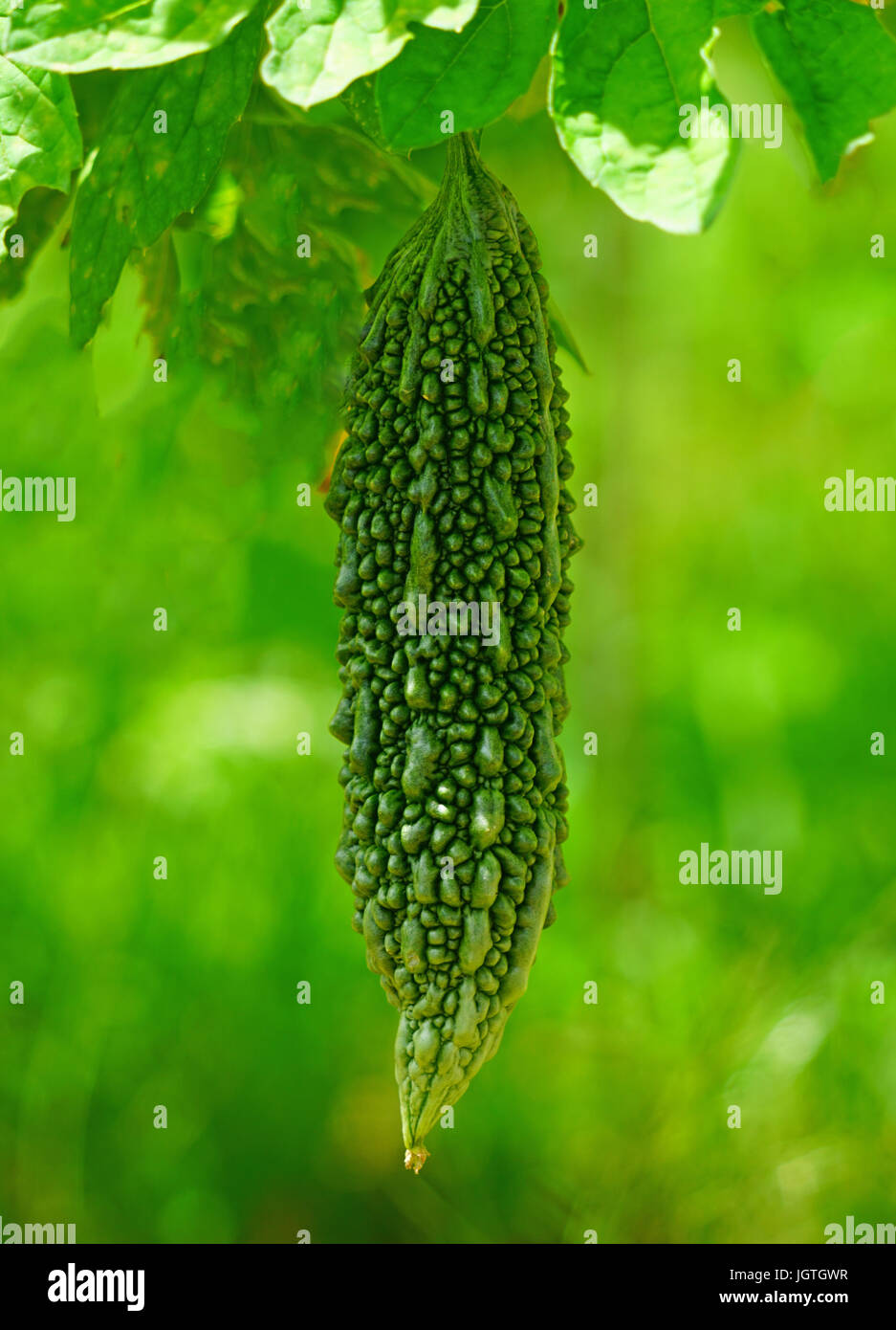 Goya bitter melon (momordica charantia) plant growing in Okinawa, Japan