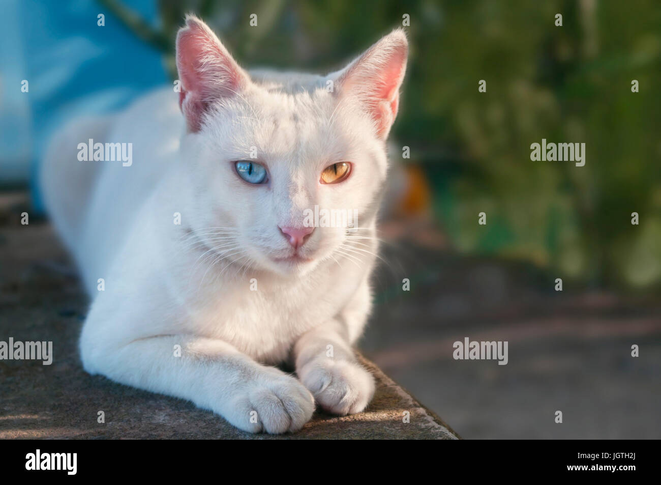 beautiful white Greek cat with different eye colour lying outside at sunset with light reflecting from its eyes, Crete, Greece Stock Photo