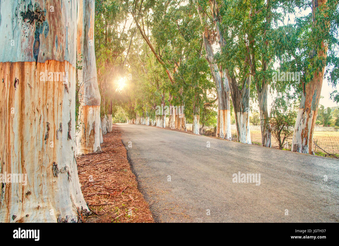 eucaliptus tree alley at sunset with sun shining through leaves, Crete, Greece Stock Photo
