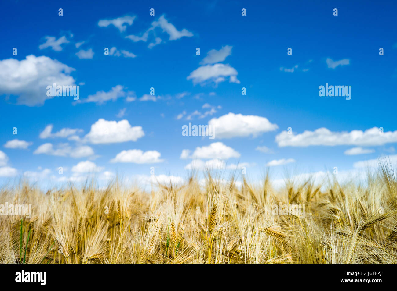 Golden mature and ripe wheat field ready for harvest under a summer ...