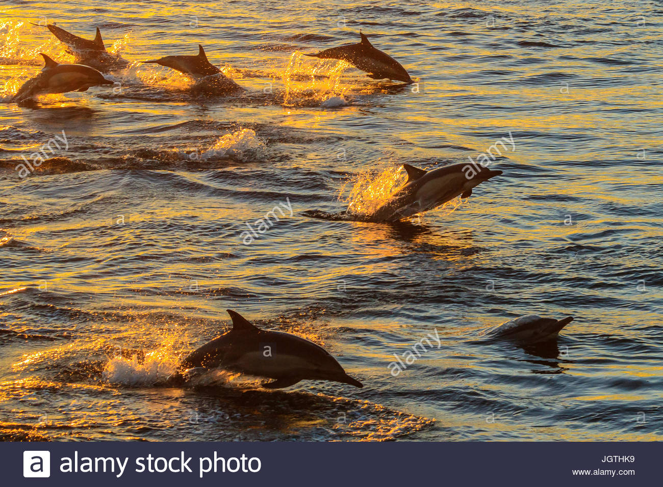 Long-beaked common dolphins, Delphinus capensis, swimming in a large pod at sunrise. Stock Photo