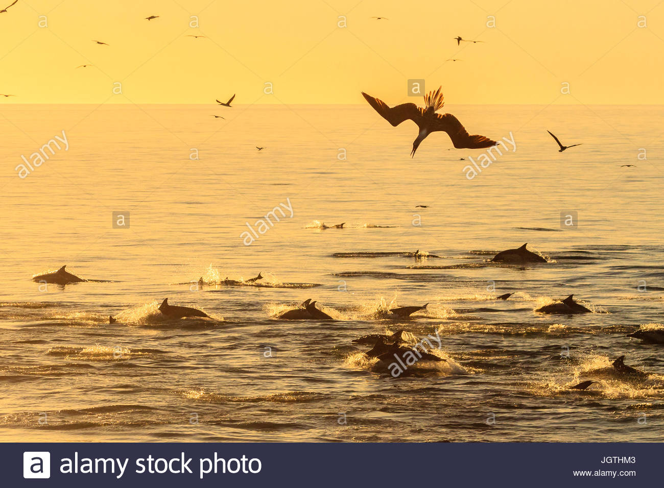 Long-beaked common dolphins, Delphinus capensis, and sea birds in a feeding frenzy. Stock Photo