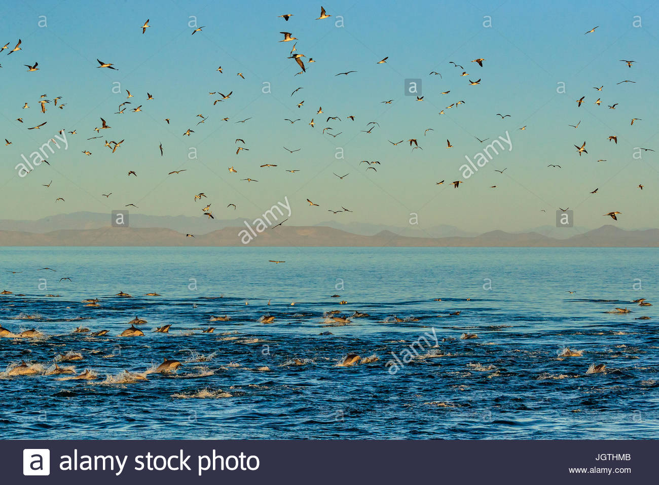 Long-beaked common dolphins, Delphinus capensis, and sea birds in a feeding frenzy. Stock Photo