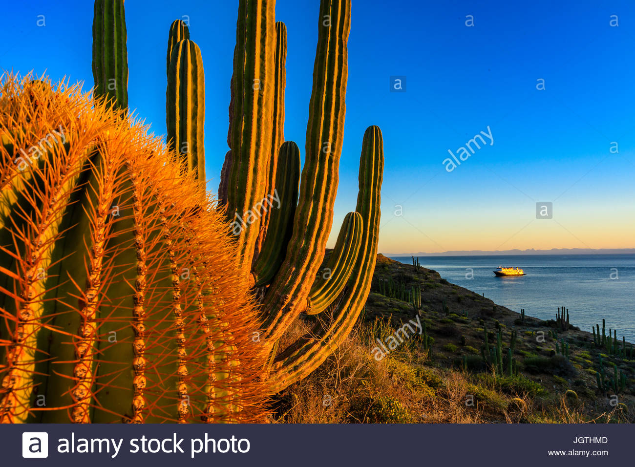 Desert Sunset over a giant barrel cactus and cardon cactus with the National Geographic Sea Bird. Stock Photo