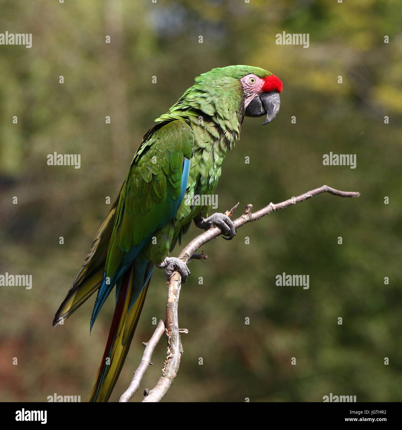 South American Military macaw (Ara militaris) posing on a branch Stock Photo
