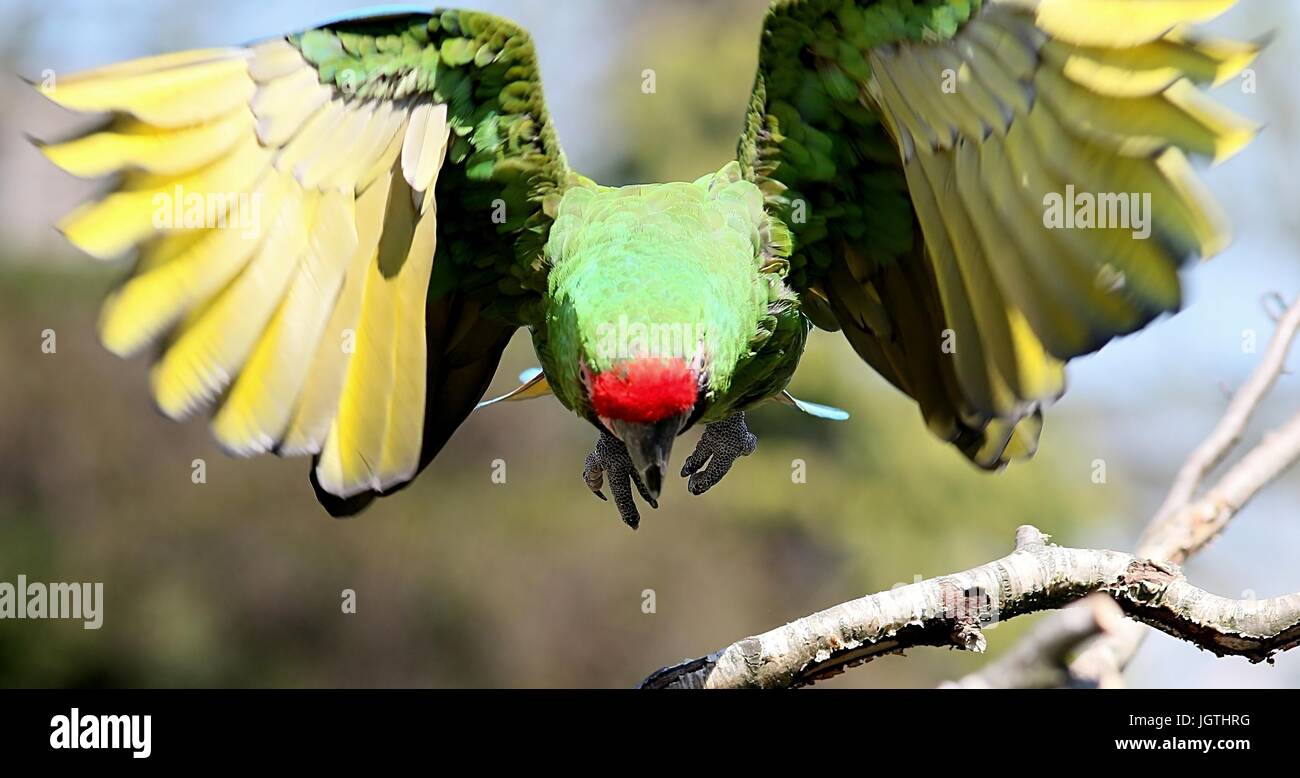 Action shot of a South American Military macaw (Ara militaris) taking off into flight. Stock Photo