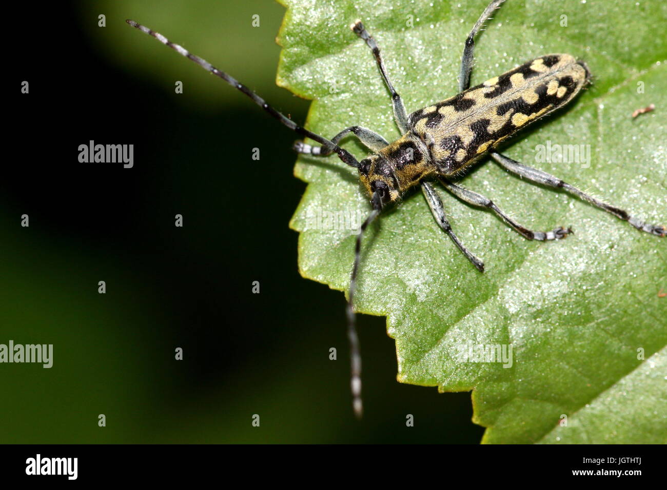 European Scalar or Ladder marked Longhorn Beetle (Saperda scalaris) posing on a leaf. Stock Photo