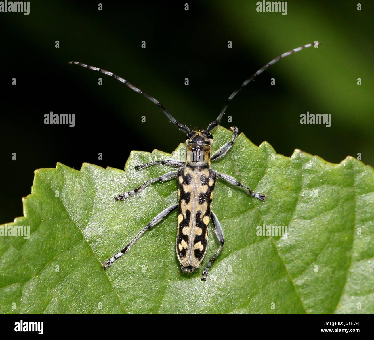 European Scalar or Ladder marked Longhorn Beetle (Saperda scalaris) posing on a leaf. Stock Photo