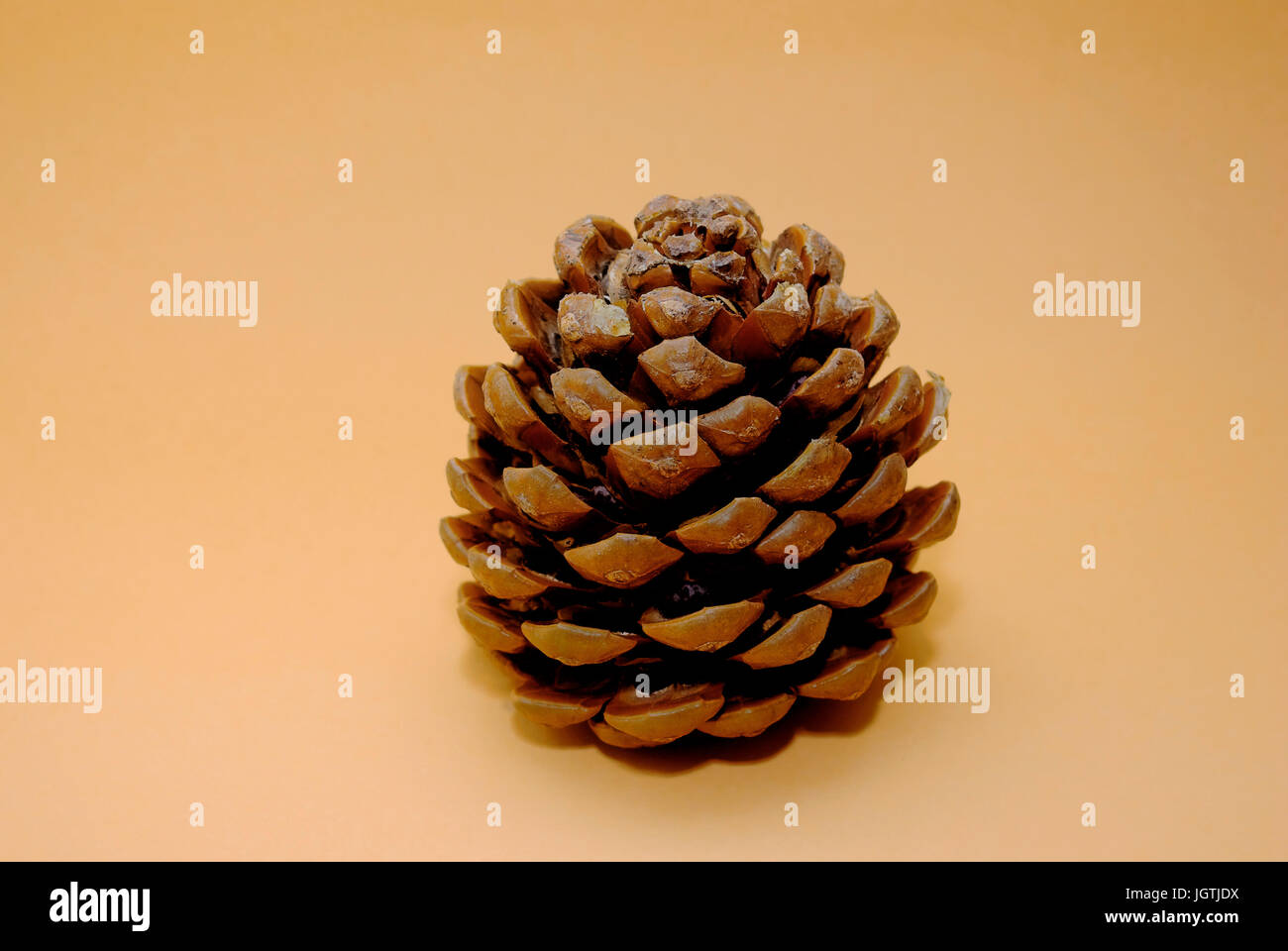 Isolated single pine cone. Stock Photo