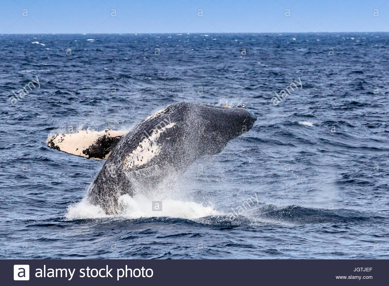 Breaching behavior of a humpback whale, Megaptera novaeangliae. Stock Photo