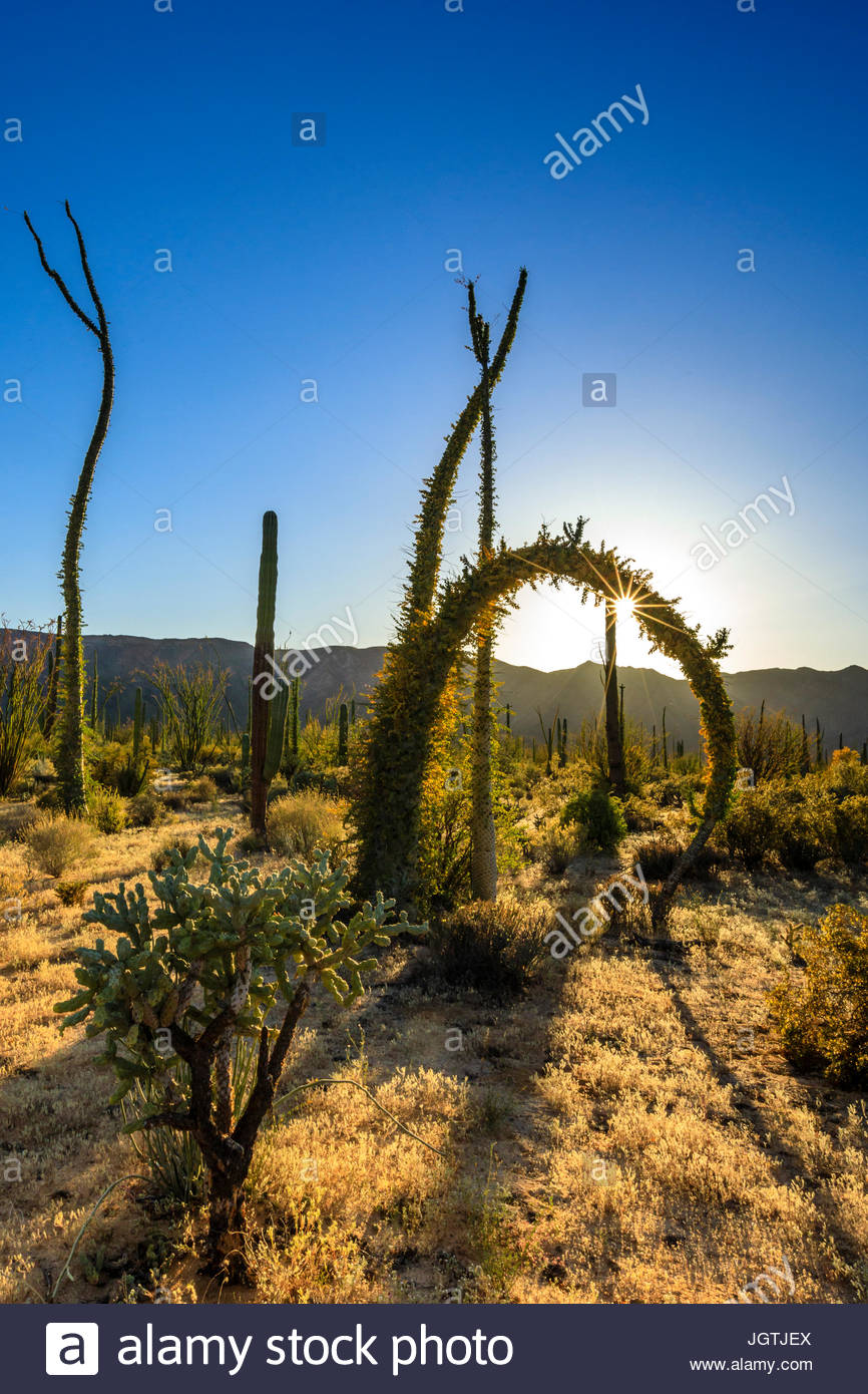 Fauna de mexico hi-res stock photography and images - Alamy