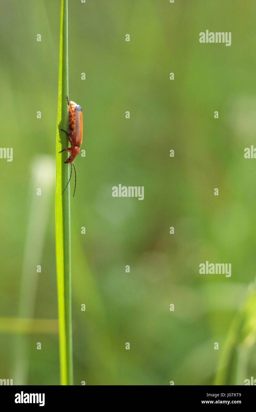 common red soldier beetle Stock Photo Alamy