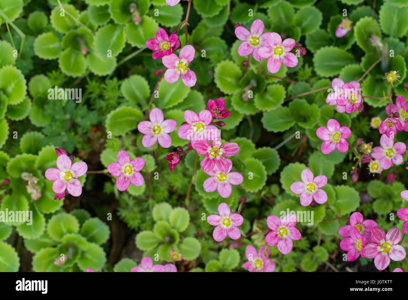 Saxifrage - pink - overhead view Stock Photo