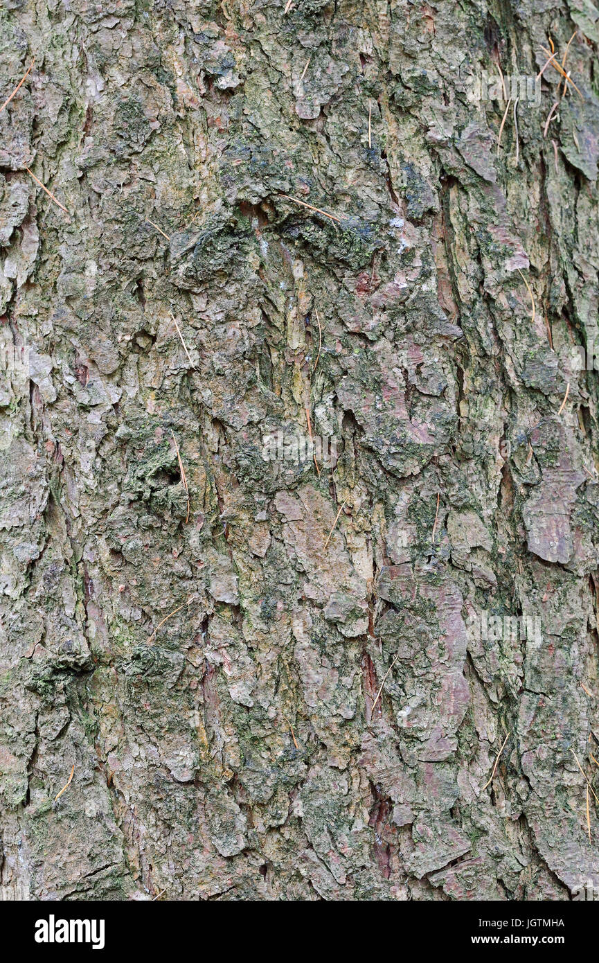 European Larch, bark, North Rhine-Westphalia, Germany / (Larix decidua) / Common Larch Stock Photo