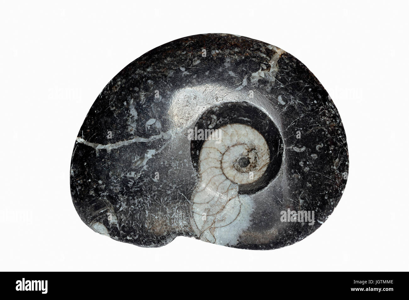 Fossiler Ammonit / Ammoniten | Fossil ammonite Stock Photo