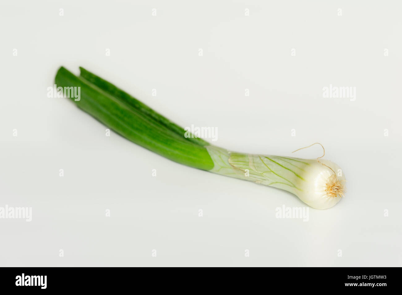 Green Onion / (Allium fistulosum, Allium altaicum, Allium ceratophyllum, Cepa sissilis, Cepa ventricosa) / Welsh Onion, Spring Onion, Bunching Onion Stock Photo
