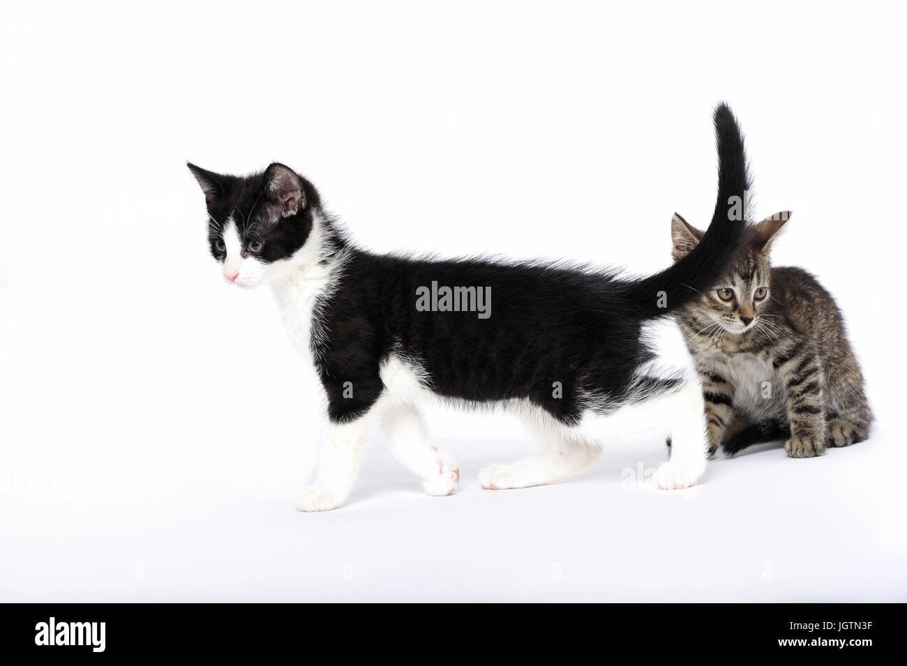 animals, domestic cat, domestic cats, ear, emotion, empty, expression
