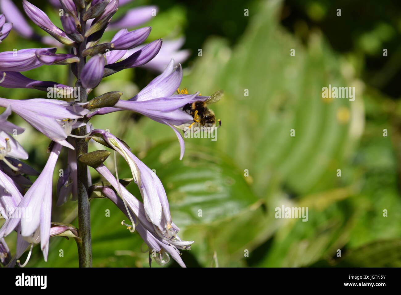 Hosta and bee Stock Photo Alamy