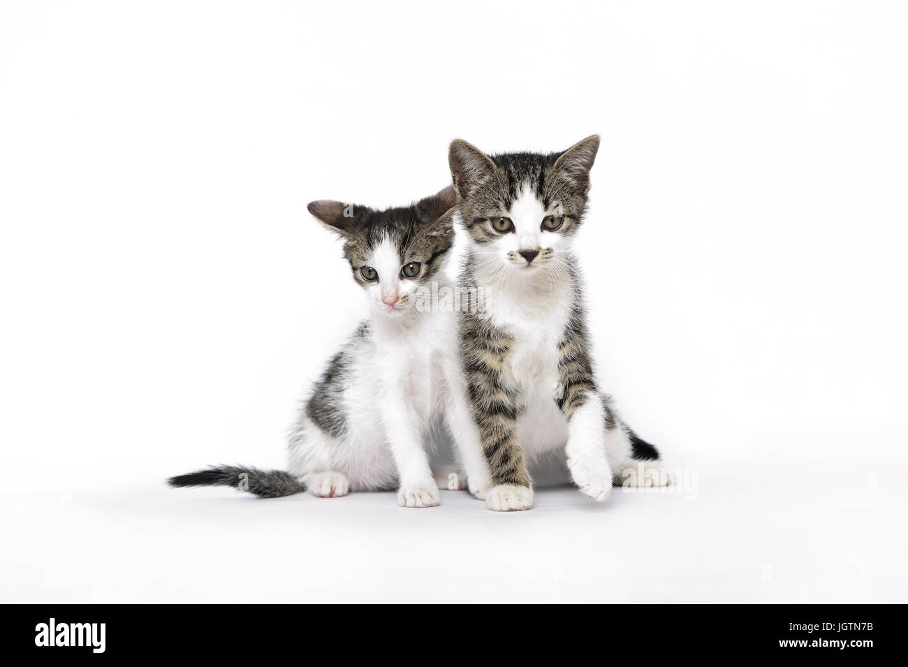 animals, domestic cat, domestic cats, ear, emotion, empty, expression, eyes, face, feline, felines, wild,quarantine, hygiene, Stock Photo