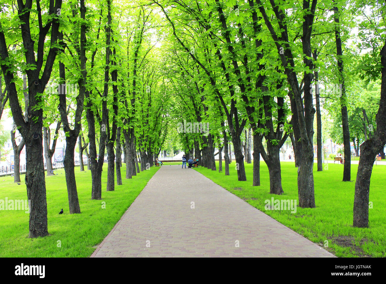 Beautiful city park with path and green trees Stock Photo - Alamy