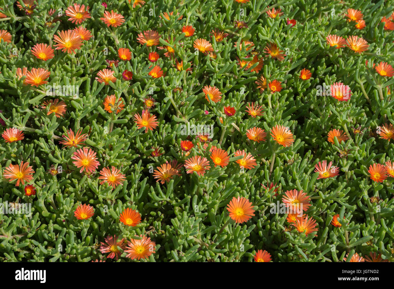 Malephora, Ice Plant (Malephora purpureo-crocea, Malephora purpureocrocea), flowering, Playa Quemada, Lanzarote island, Canary islands, Spain, Europe Stock Photo