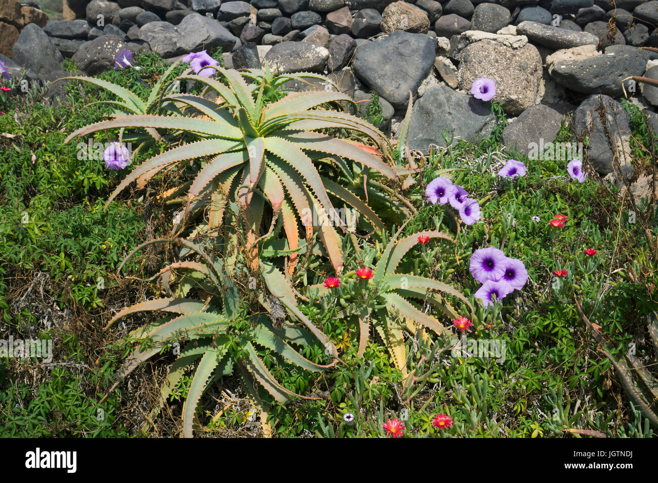 Aloe vera plant (Aloe vera), Mallow leaved bindweed (Convolvulus althaeoides) and Malephora, Ice Plant, Playa Quemada, Lanzarote, Canary islands Stock Photo