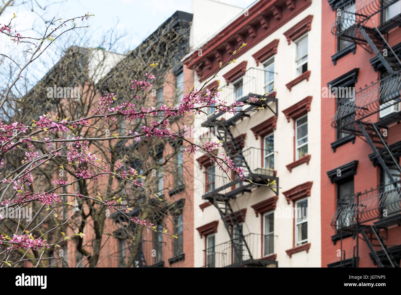 New York City spring street scene with colorful blooming tree and background of old apartment buildings Stock Photo
