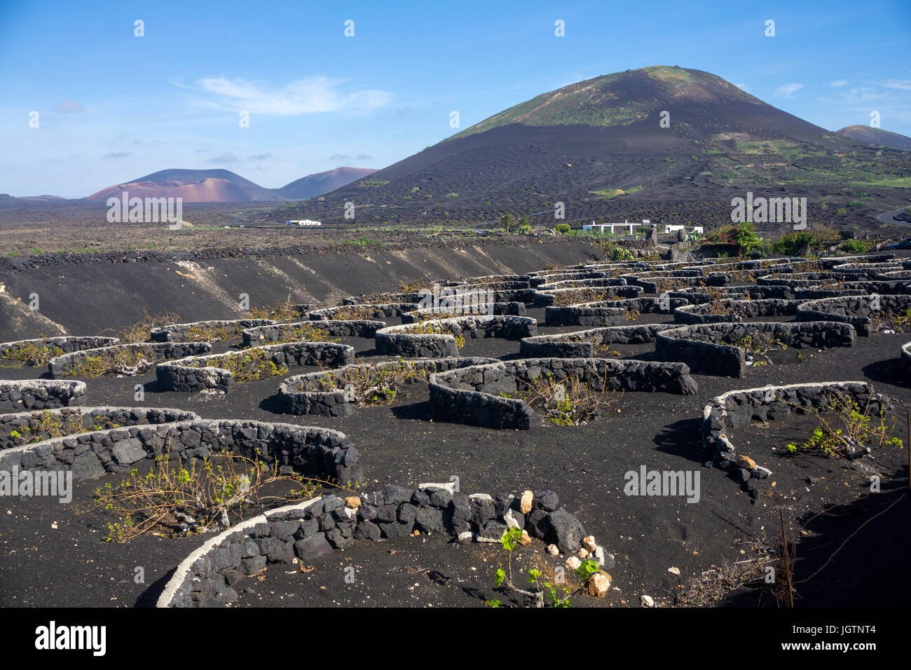 Volcanic wine growing, lava stone murals and hollows protecting vines, vineyard at La Geria, Lanzarote island, Canary islands, Spain, Europe Stock Photo
