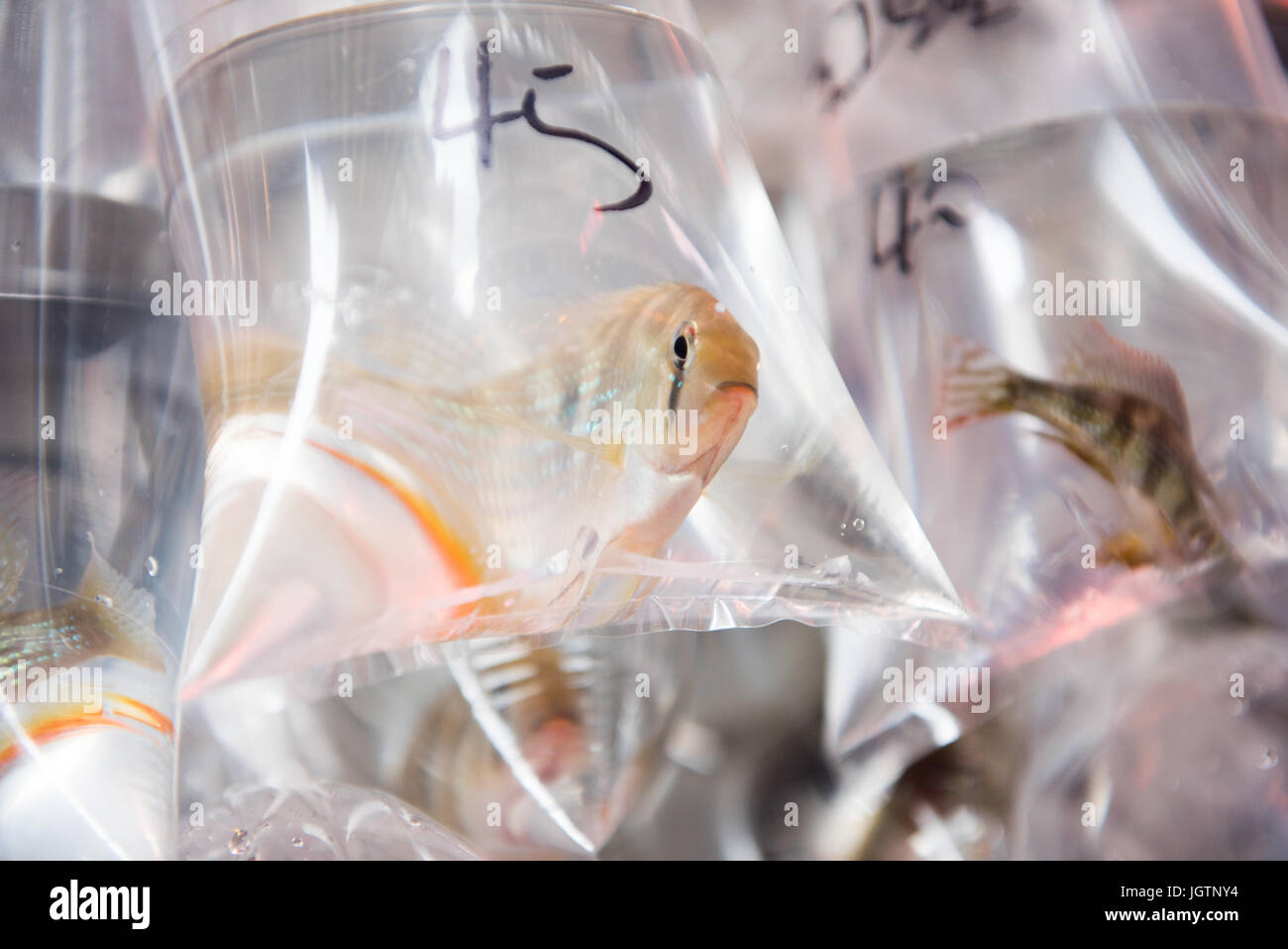 Pet fish market in Hong Kong Mong Kok Stock Photo Alamy