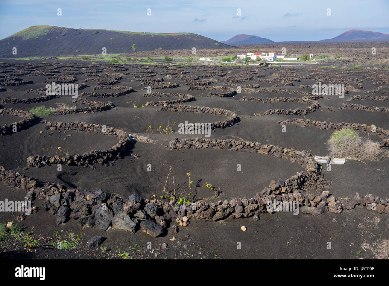 Volcanic wine growing, lava stone murals and hollows protecting vines, vineyard at La Geria, Lanzarote island, Canary islands, Spain, Europe Stock Photo